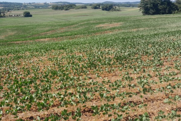 Seca causa perdas de 80% na safra da soja no RS