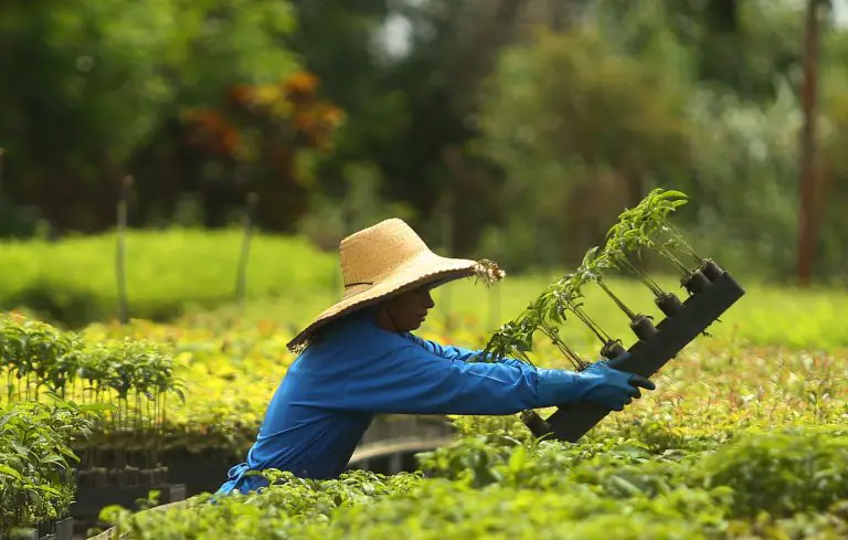 Parceria vai restaurar 600 hectares da Amazônia em Querência