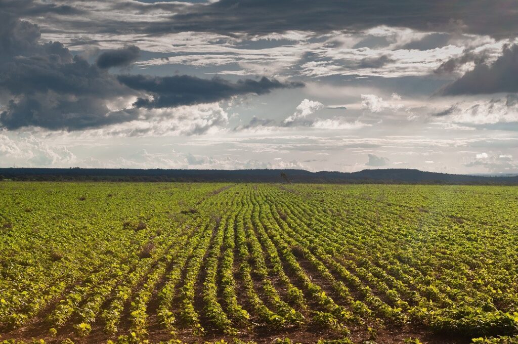 Produtor rural de Goiás  tem até dia 17 para cadastrar lavoura de soja