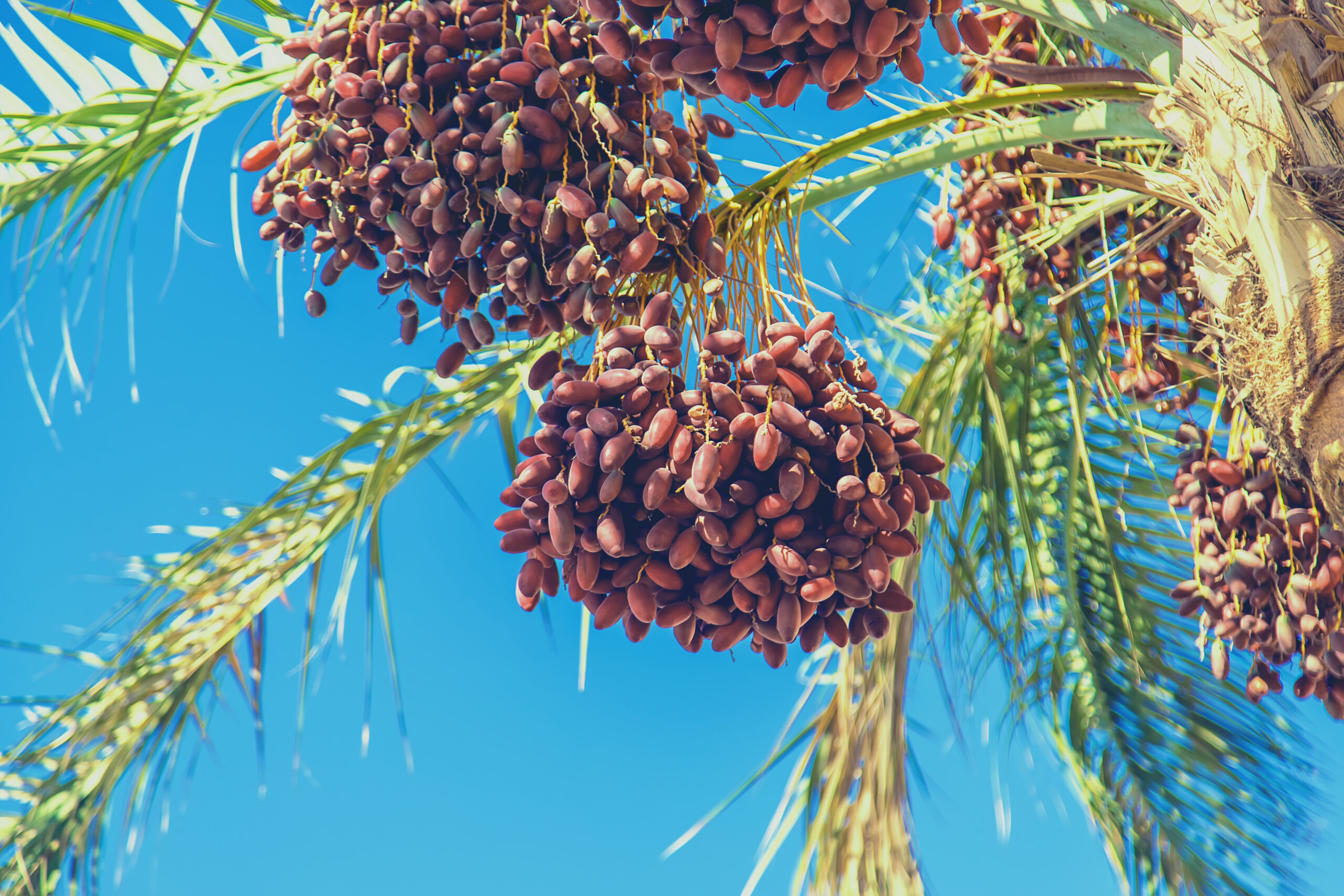 Planta que demora 100 anos para dar fruto é colhida em 4 anos em MT