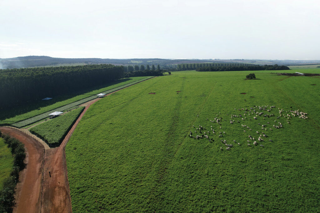 Com ILPF, fazenda eleva produção em mais de 1000%