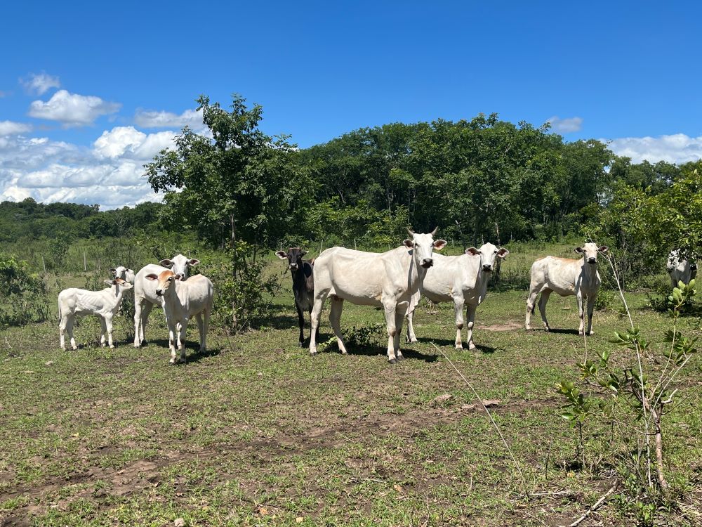 ILPF muda realidade de propriedade que seria arrendada