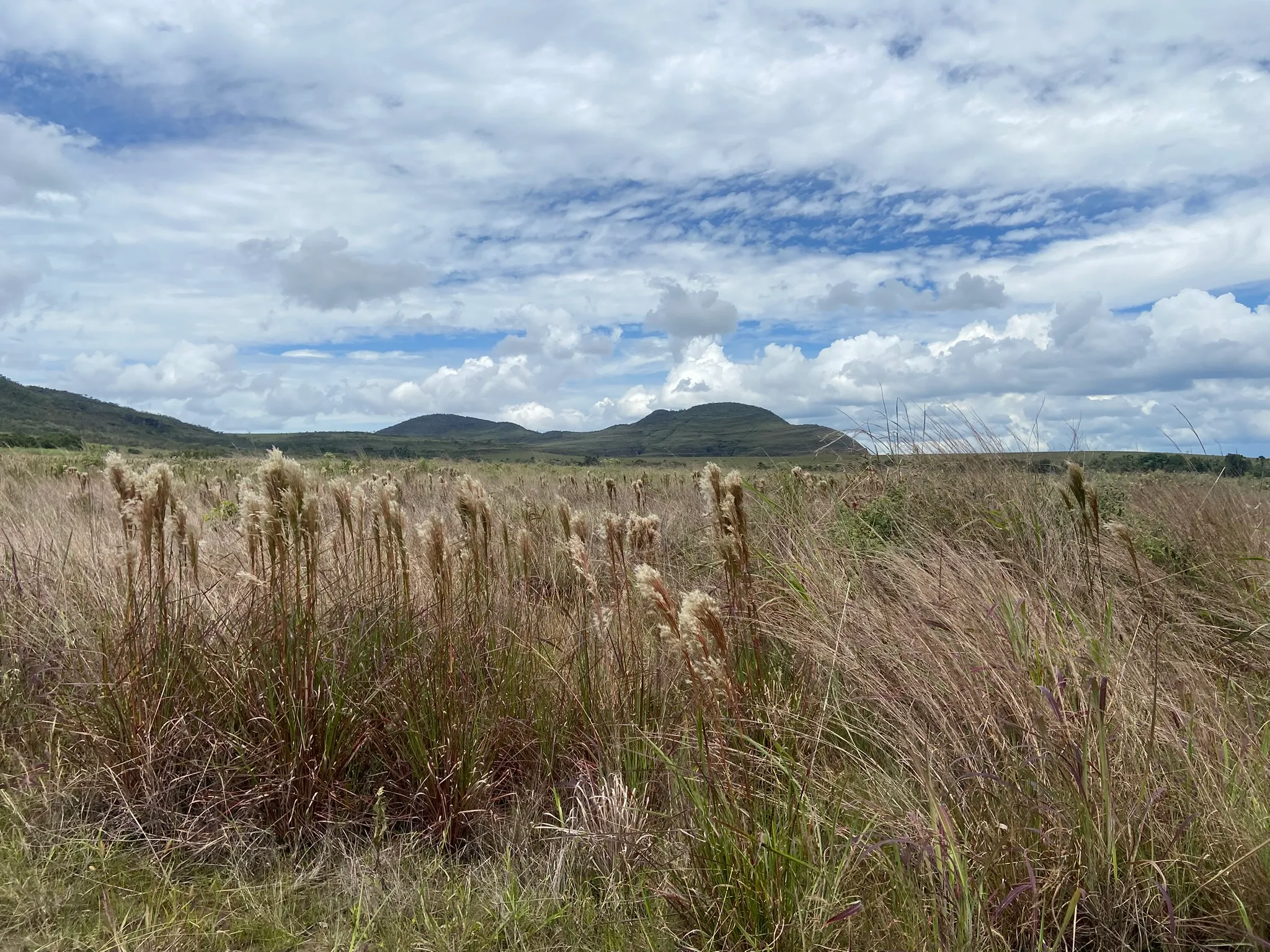 Projeto vai restaurar 2,7 hectares do Cerrado