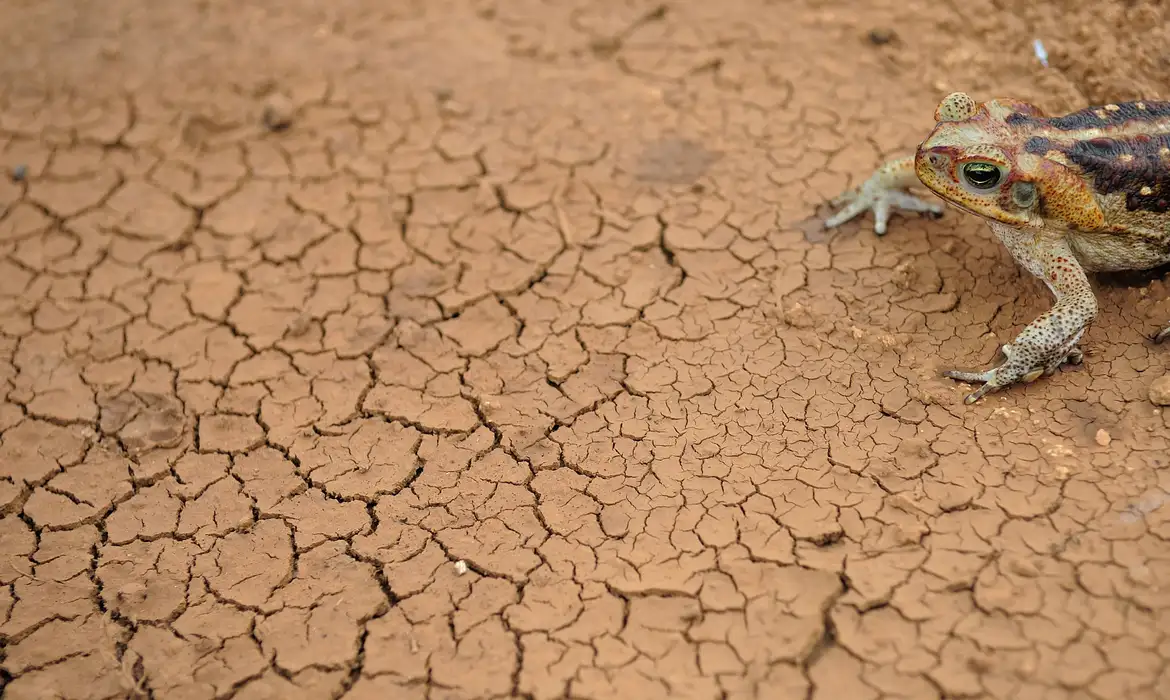 Crise climática ameaça transformar Cerrado em deserto