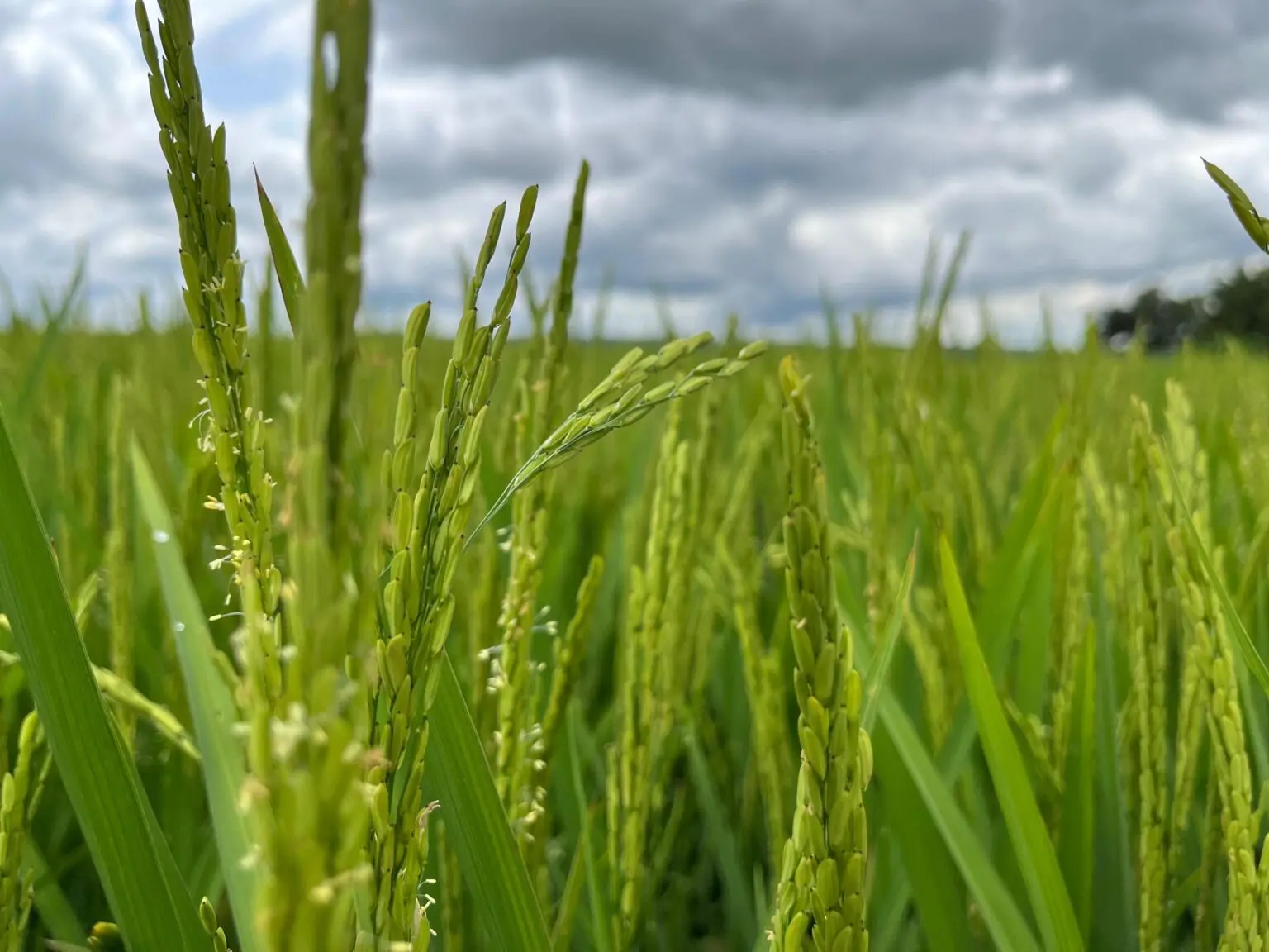 Nova variedade de arroz emite 70% menos metano na produção