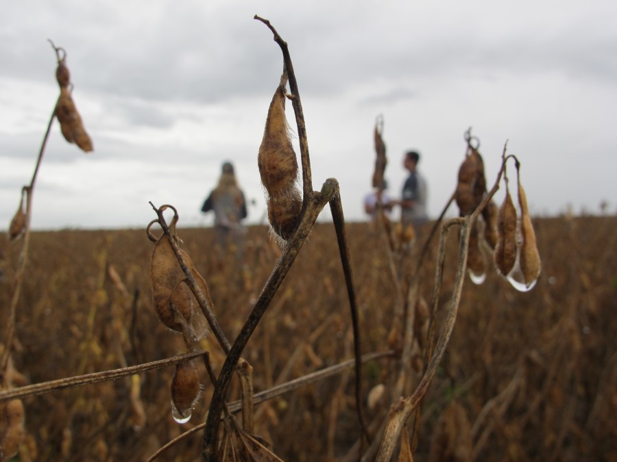 Colheita de soja: atraso, grãos avariados e logística desafiam produtores de MT